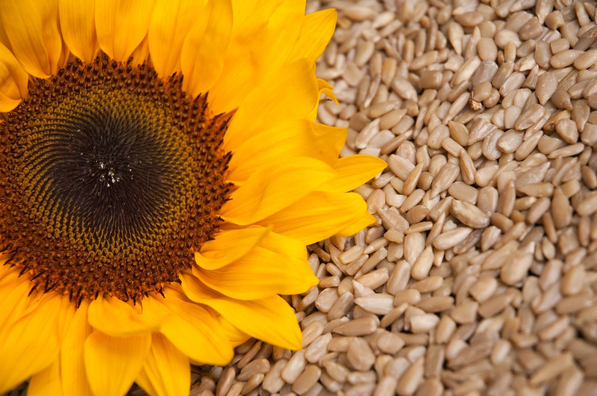 Sunflower Seeds (Peeled) - Image 2